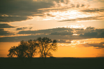 Silhouettes of trees at sunset. Withered tree against the backdrop of the sun.