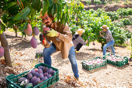 Successful gardener gathering crop of ripe mango fruits in orchard. Harvest time
