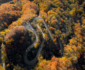 coral reef in the sea