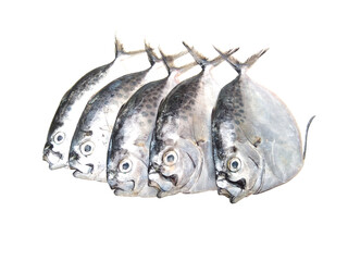 Mene maculata, moonfish isolated on white background, selective focus