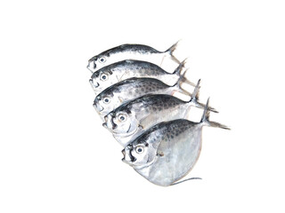 Mene maculata, moonfish isolated on white background, selective focus
