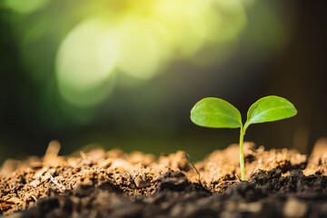 Young plants grown in a sunny garden. Seedling are growing in the soil and light of the sun. young plant growing in garden with sunlight. Planting trees to reduce global warming.