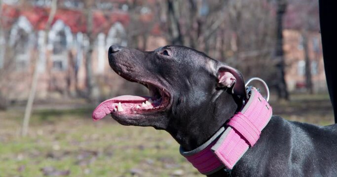 Black American pit-bull terrier in pink collar breathes heavily after training in forest. Dog enjoys fresh air in autumn city park at bright sunlight closeup