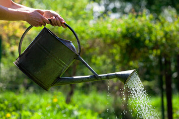 Summer garden watering. Water saving ecology gardening background.   © Maciek