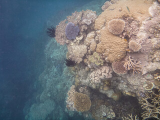The effects of climate causing coral bleaching, on the tourist destination the Great Barrier Reef Australia 