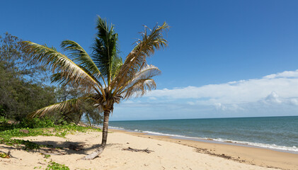 A palm tree located on a tropic beach in North Queensland Australia, with calm blue waters and blue sky