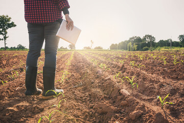 Smart farming, using modern technologies in agriculture. Agronomist Using tablet and Technology in Agricultural Corn Field . Farmer walking in corn field with  tablet.  - obrazy, fototapety, plakaty