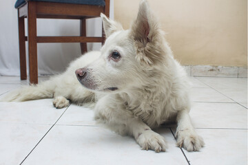 Swiss shepherd breed pet dog, looking at the camera