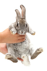 rabbit in hand