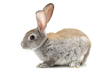 rabbit isolated on white background