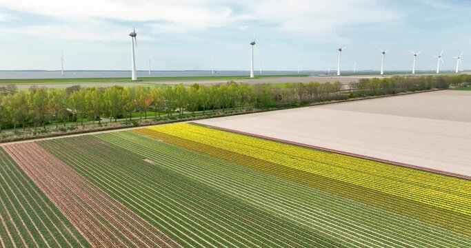 Aerial view of flowering tulip field and wind turbines, Flevoland, Netherlands