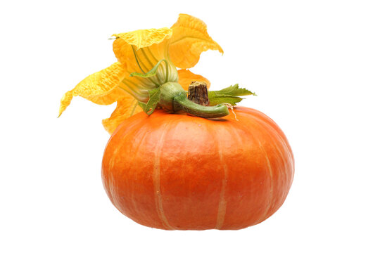 closeup pumpkin with plants on white background