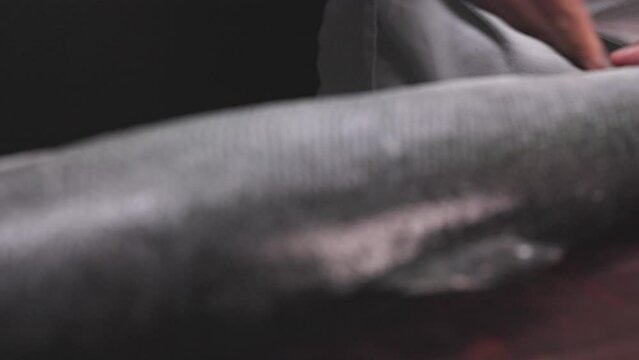 Chef's hand holding fresh piece of salmon.Closeup of chef hands preparing japanese food. Japanese chef making sushi at restaurant.Chef making traditional japanese sushi on wood board.