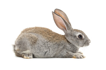 rabbit isolated on white background