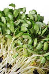 Fototapeta premium Black bean sprouts on white background