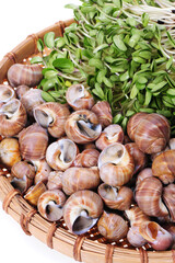 live conch on white background