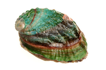 abalone shell isolated on white