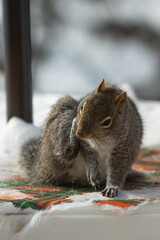 Squirrel itching face on table, maybe trying to get the tablecloth he was eating out of his mouth.