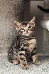 Fototapeta na wymiar Cute bengal kitten sitting on a soft cat's shelf of a cat's house.