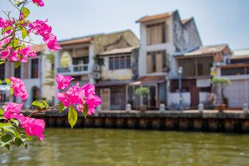 The closeup image of pink flowers. The Bokeh background is the beautiful view of Malacca river, which flows through the middle of Malacca City Malaysia. 