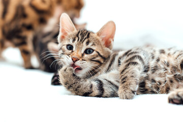 Little bengal kitten on the white fury blanket