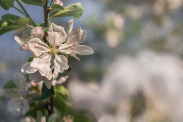Podświetlany kwiat jabłoni. Gałąź delikatnych wiosennych białych kwiatów jabłoni na rozmytym w nieostrości tle  - obrazy, fototapety, plakaty