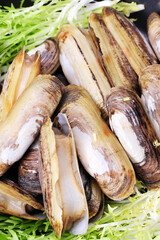 Razor clams isolated on white background.