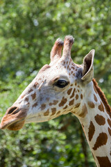 the closeup image of giraffe. A tall African hoofed mammal belonging to the genus Giraffa. It is the tallest living terrestrial animal and the largest ruminant on Earth. 