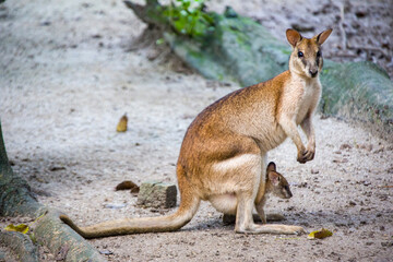 The agile wallaby (Notamacropus agilis) is a species of wallaby found in northern Australia and New Guinea. It is a sandy colour, becoming paler below. 