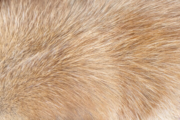 Fur dog brown texture smooth patterns , animal hair top view background