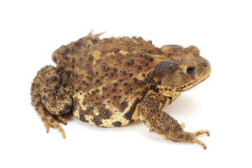 Toad Isolated on White Background