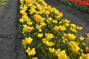 Obraz premium Flowers photography