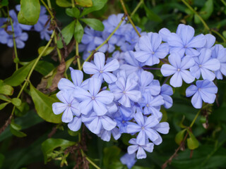 Blue flower of Cape leadwort in the garden.