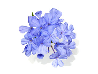 Close up Blue flower of Cape leadwort on white background.