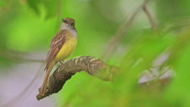 Flycatcher is scanning around using a fast and constant head movement.Head Bobbing great crested flycatcher with rain drops on its feathers. Myiarchus crinitus. Male. 