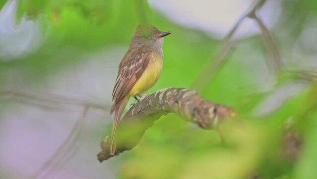 Flycatcher is calling  very loud just before thunderstorm.Great crested flycatcher is trilling repeatedly at the same pitch.Alarm call.Bird's behaviors in the nature habitat.Myiarchus crinitus. Male.