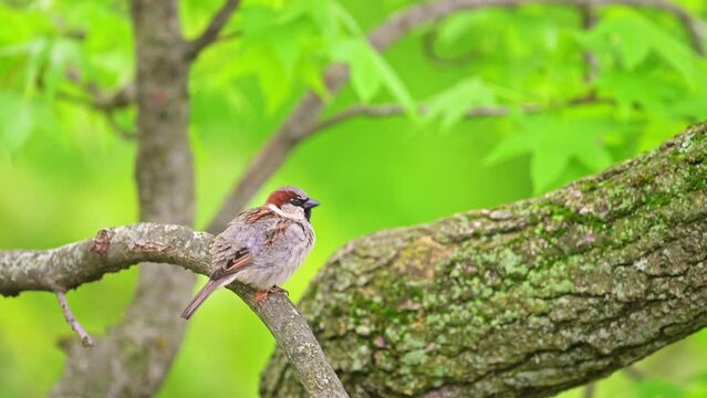 Sparrow is perching on a twig ,preening its fathers  and hopped away. Male house sparrow in breeding plumage