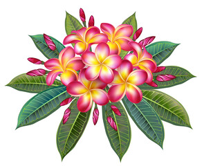 Blooming pink plumeria