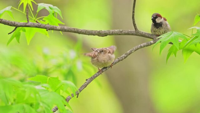 Mating house sparrows. Female and male mates are loving , interacting with each other among the lush green leaves.Creamy background. 4k clip