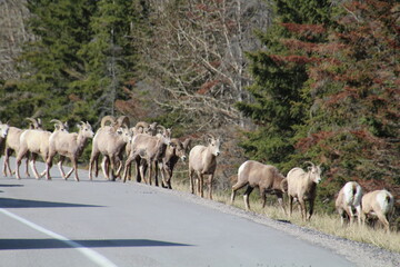 Obraz premium sheep in the mountains, Jasper National Park, Alberta