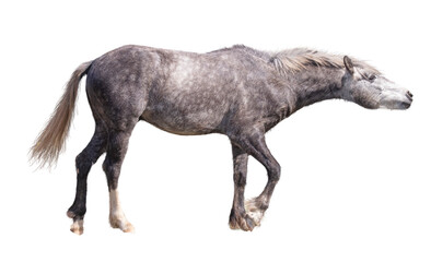 Obraz na płótnie Canvas Profile of Grey Horse Isolated on White