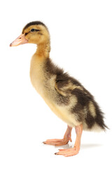 Duckling on white background 
