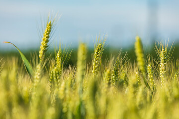 Obraz premium Wheat is growing in the field ,The wheat fields are under the blue sky and white clouds