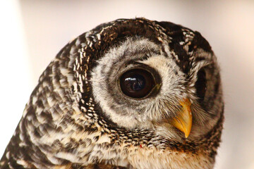 大きな黒い目のアカアシモリフクロウ