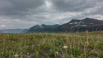 On an alpine meadow, among the green grass, white and purple wildflowers grow. A mountain range...