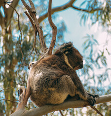 koala in tree