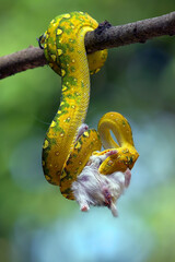 Green tree phyton eat a mouse as its prey
