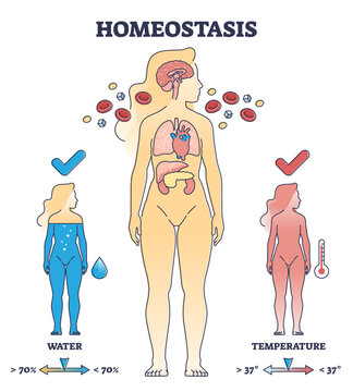 Homeostasis State With Body Temperature And Water Regulation Outline Diagram. Labeled Educational Scheme With Human Apparatus For Chemical And Hormone Apparatus For Health Response Vector Illustration