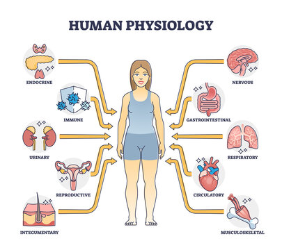 Human physiology as body functions and organ health study outline diagram. Labeled educational scheme with medical physical inner parts vector illustration. Endocrine, immune and reproductive system.