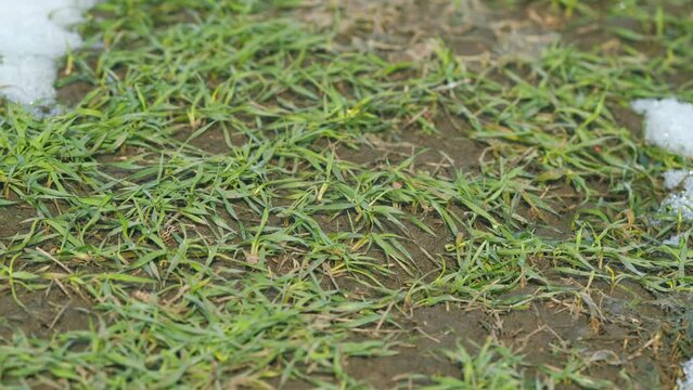 Winter crops of wheat or barley on snowy field. Green fresh grass covered with snow. Time lapse.